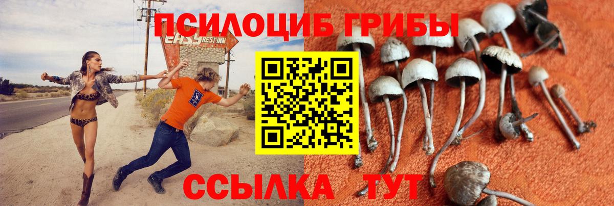 Псилоцибиновые грибы GOLDEN TEACHER Сокол